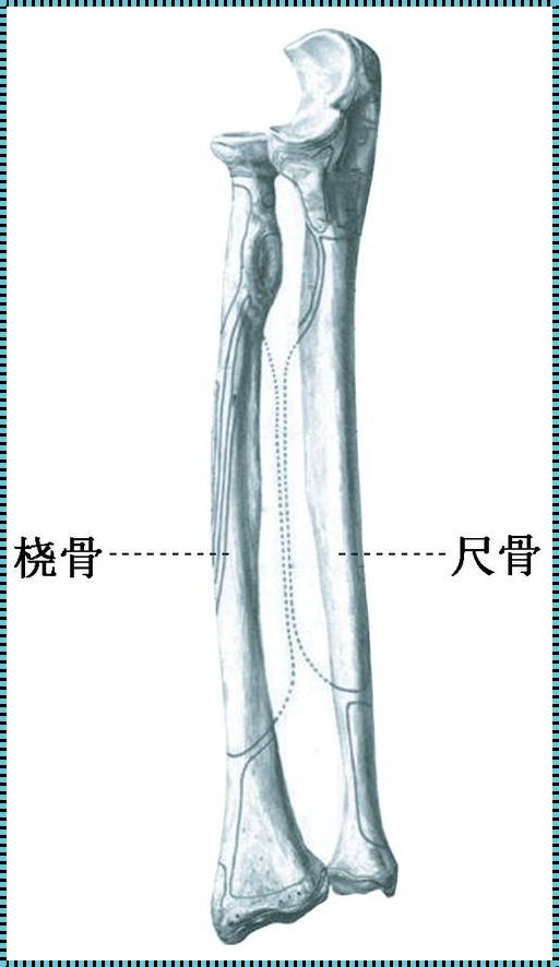 尺骨和桡骨的正确位置（请问桡骨和尺骨谁是轴心骨??）