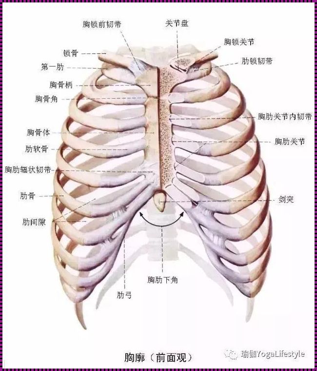 肋骨图片构造图解: 人身上有多少条排骨?