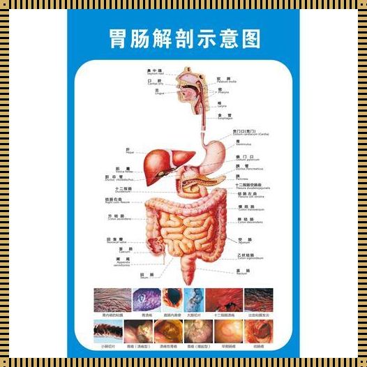 胃解剖图（解剖指导:胃壁的结构）