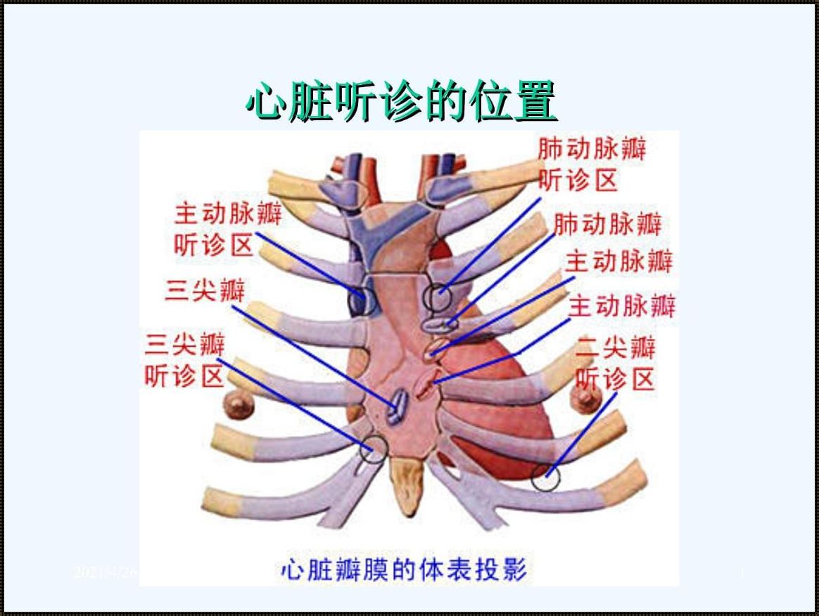 心脏听诊的部位及顺序（心脏听诊顺序）