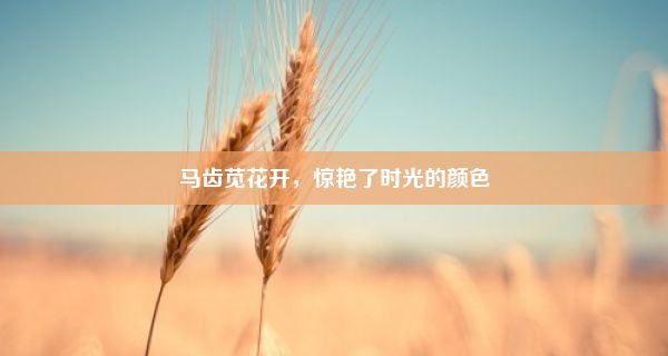 马齿苋花开，惊艳了时光的颜色