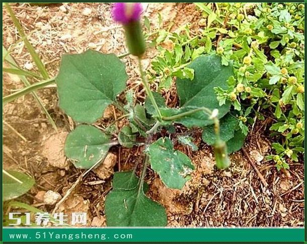 外卖小哥亲历野菜一点红中毒事件，揭秘野菜一点红的危害方式