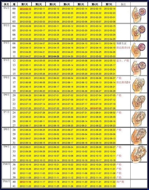 末次月经9.1号预产期是哪天：破解孕育生命的奥秘