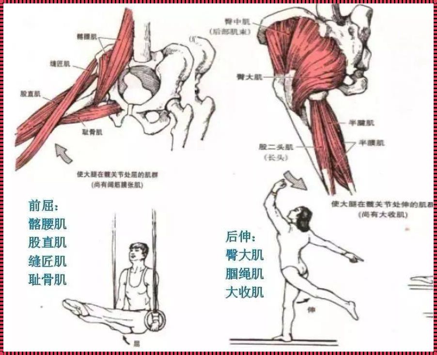 髋关节前屈后伸示意图：深度解析与实践建议