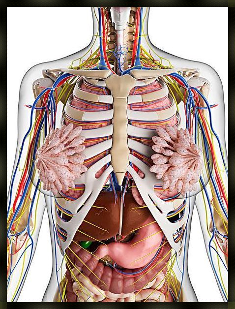 后背肋骨下面是什么器官？——一场探索人体奥秘的旅程