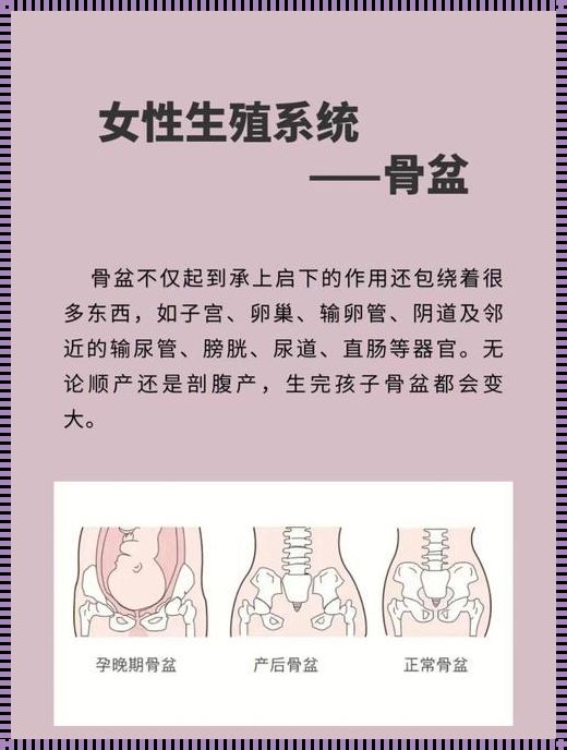 女性骨盆是前面还是后面：探索人体奥秘的关键一步