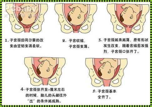 头胎说话早晚看二胎性别：揭秘家庭新篇章