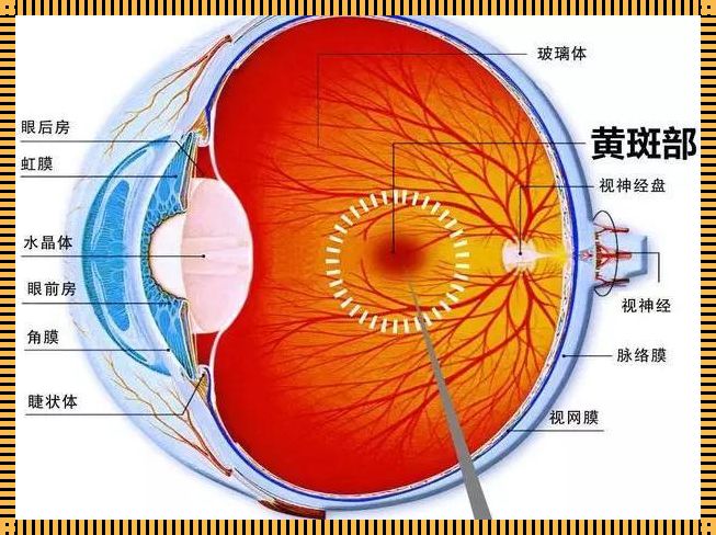 探索视网膜黄斑区的神秘面纱