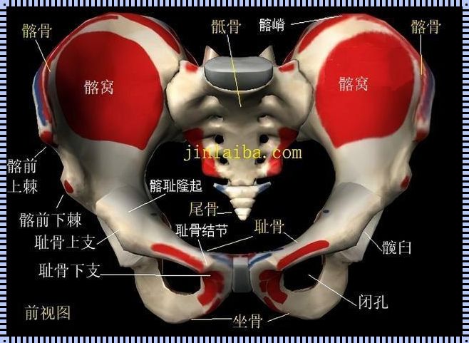 骶骨和耻骨的位置：人体的独特构造