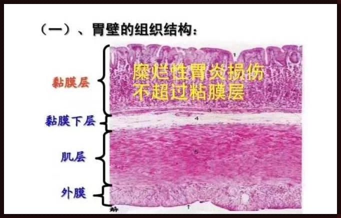 胃粘膜分层解剖图：微观世界中的奇妙之旅