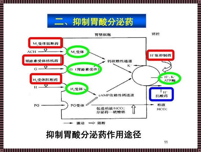 胃酸和内因子的关系：深入解析与探究