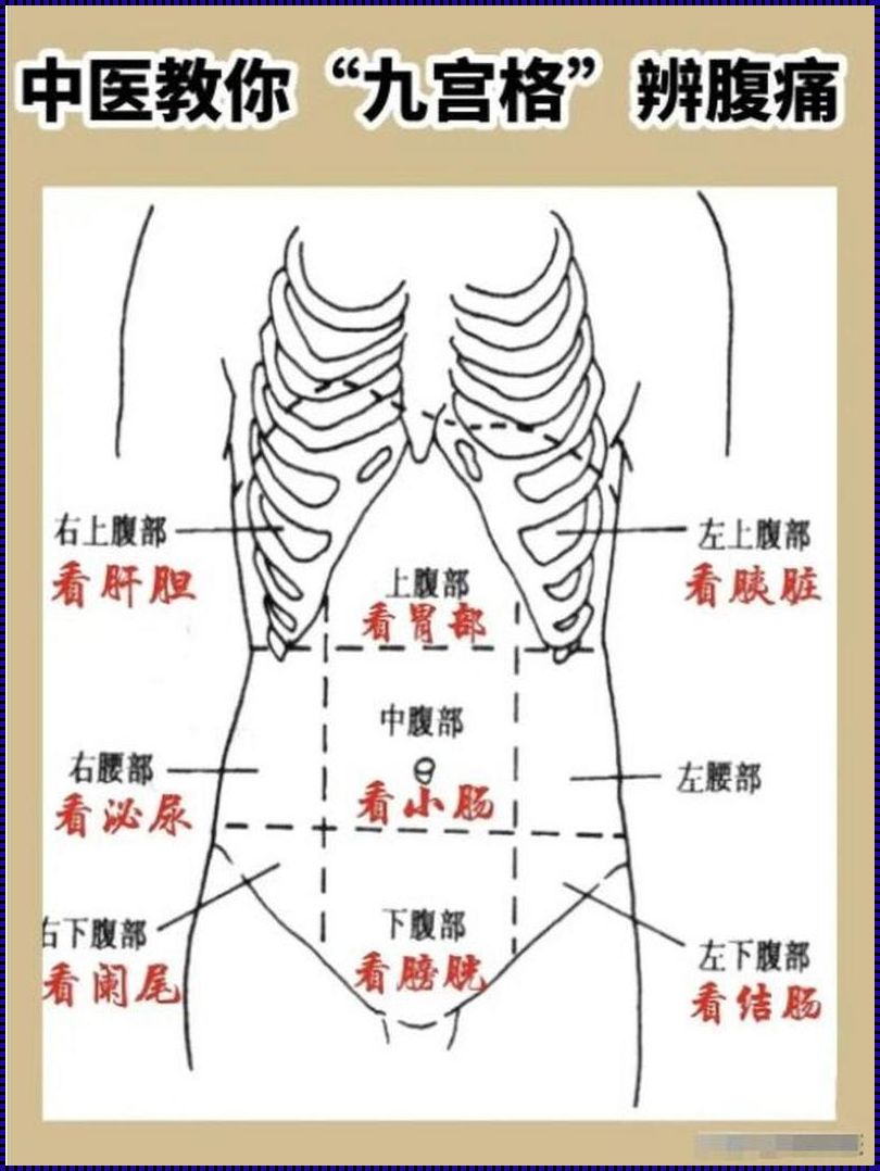 肚子左侧边疼是什么原因女性：探究疼痛背后的故事