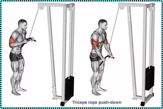 肱二头肌和肱三头肌训练动作：打造强健手臂的关键