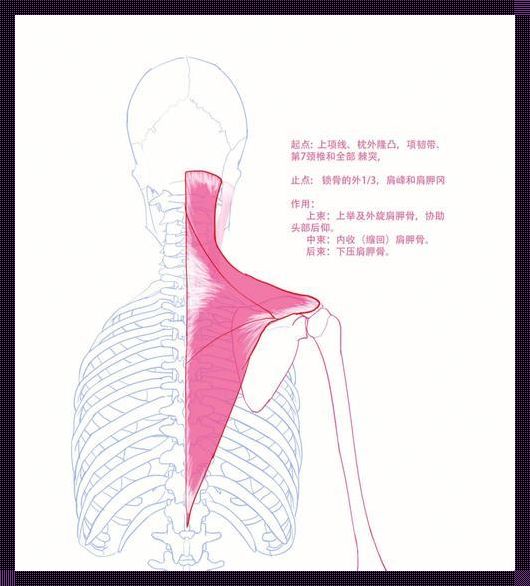 斜方肌上束起止点：探究人体肌肉的奥秘
