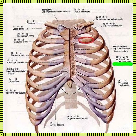 肋下之光：女性右胸下方肋骨的诗意颂歌