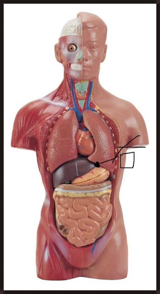 肋下之光：女性右胸下方肋骨的诗意颂歌