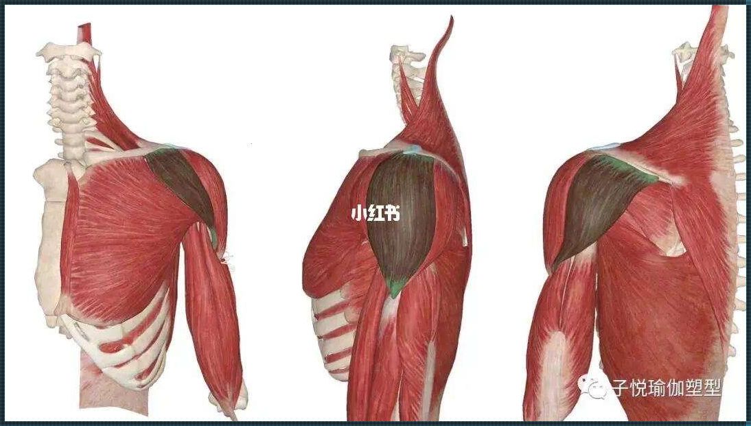 肩部前中后束图解：肌肉与力量的和谐交响曲