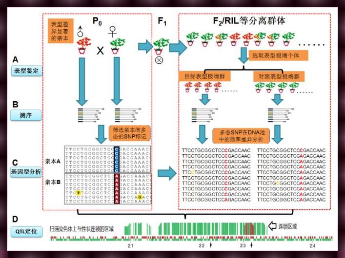 探索重测序：为准妈妈们揭开神秘面纱