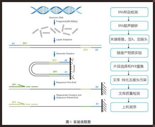 探索重测序：为准妈妈们揭开神秘面纱