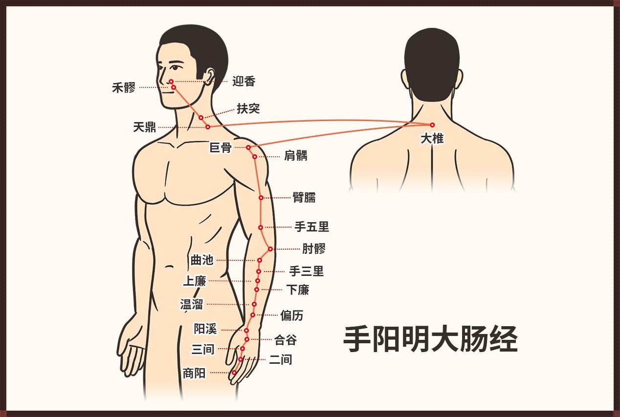 手阳明大肠经：探秘身体的秘密线路