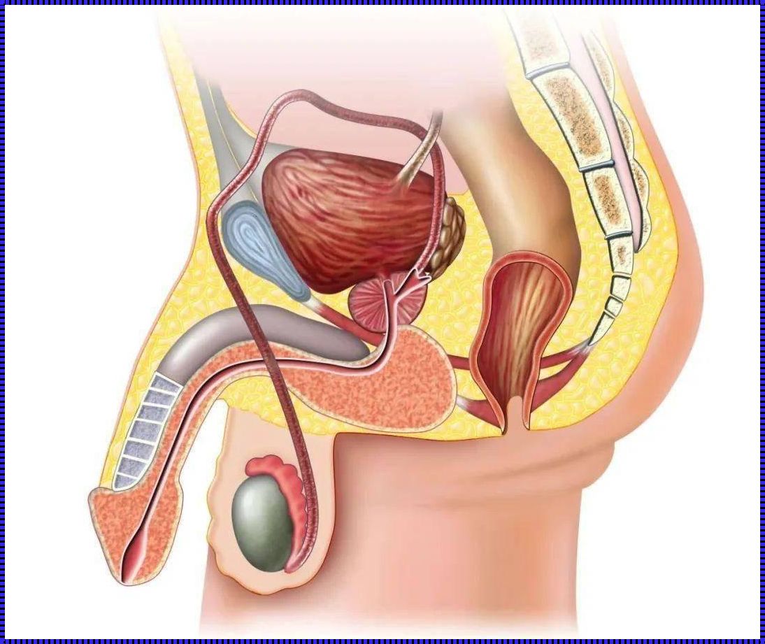 男子汉的隐藏球技，揭秘睾丸未下降之谜