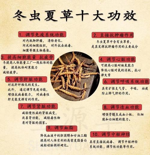 “虫草小记”：功效与作用，谁与争锋？