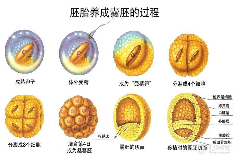 “孕囊”之旅：笑谈生命的神秘起源