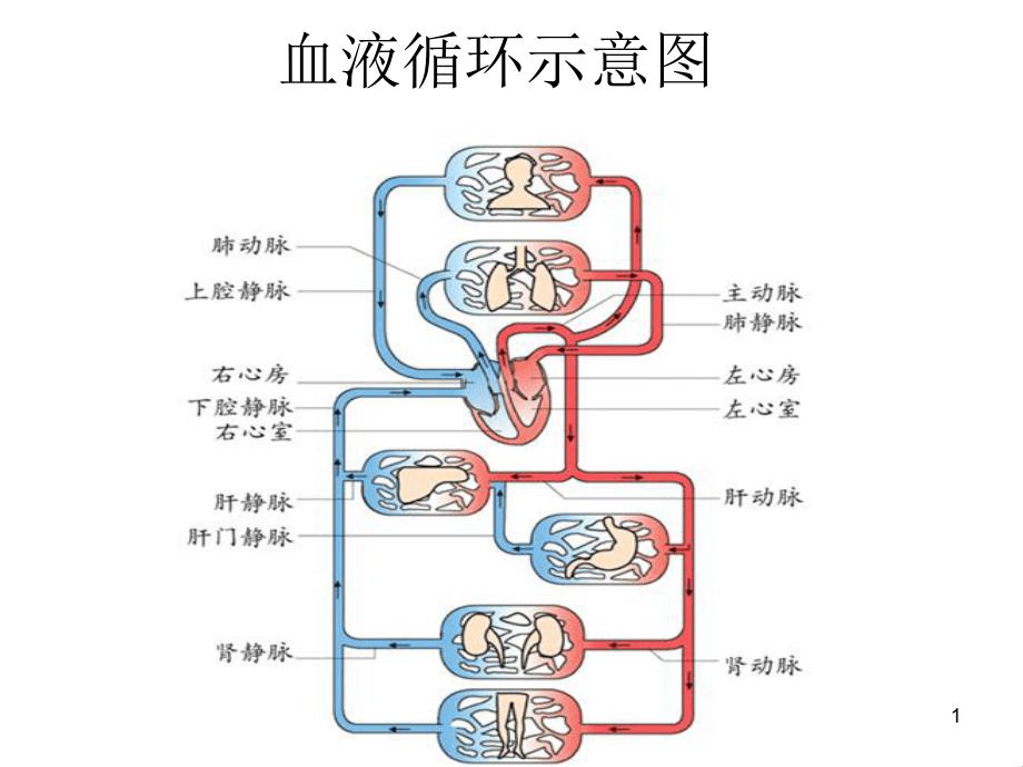 静脉系统图解：体循环的“蓝色愤怒”